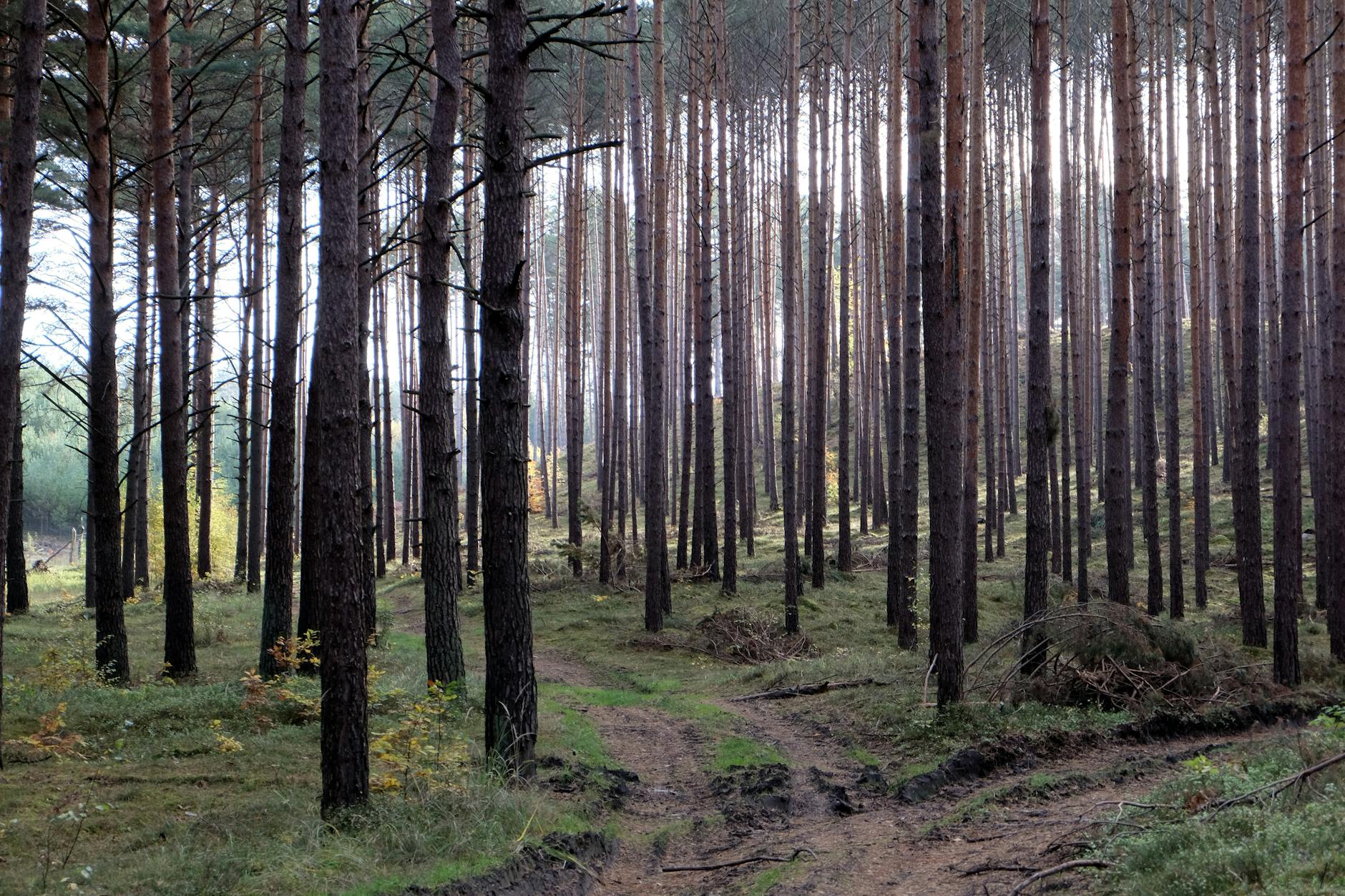 Objawy zatrucia pokarmowego